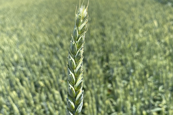 Особенности сорта пшеницы Тимирязевка 150