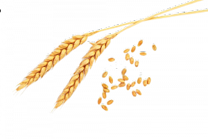 Пшеница яровая Курьер 