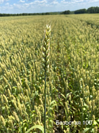Пшеница озимая мягкая Безостая 100
