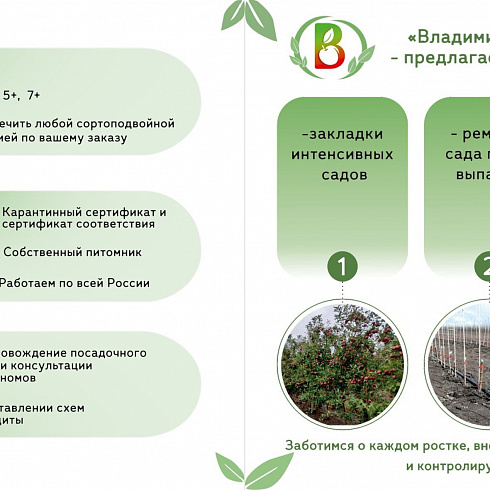 «Владимировский сад»: качественные местные саженцы – будущее интенсивного садоводства